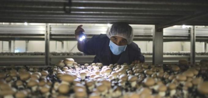 Los nuevos salarios de los trabajadores rurales con 36% de aumento