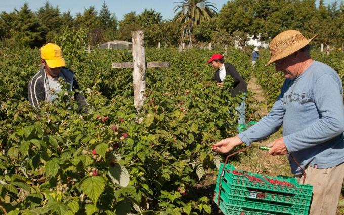 Baja de retenciones: el Consejo Agroindustrial pidió sumar a más productos de economías regionales.