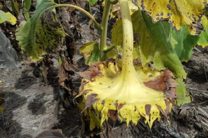 Alerta sanitaria: el girasol llama y es hora de ocuparse.