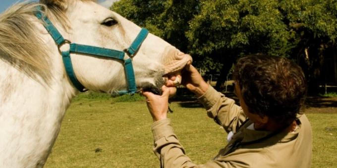 El Senasa abrió una consulta pública para actualizar la vigilancia y notificación de enfermedades animales