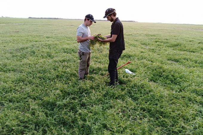 Cultivos de servicios: afirman que pueden bajar un 50% el impacto ambiental