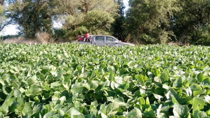 Por la falta de lluvias en febrero, la soja podría perder hasta 10 quintales por hectárea en zona núcleo