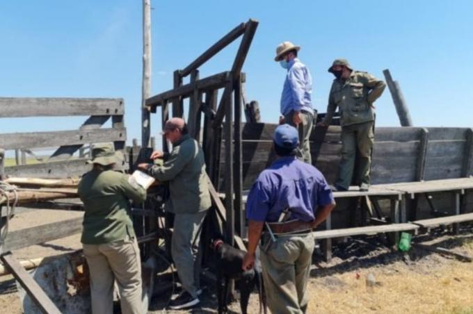 Robo millonario: denuncian que se llevaron 2000 vacunos de un campo