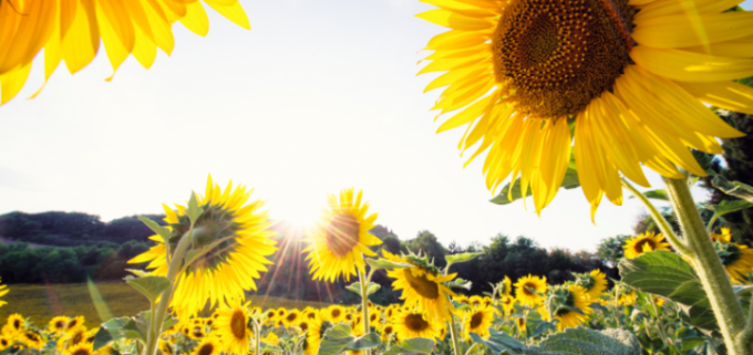 Se cosecharon los primeros lotes de girasol en el sur del área agrícola