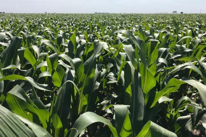 Fertilizantes y herbicidas más caros: cómo queda la relación insumo/producto
