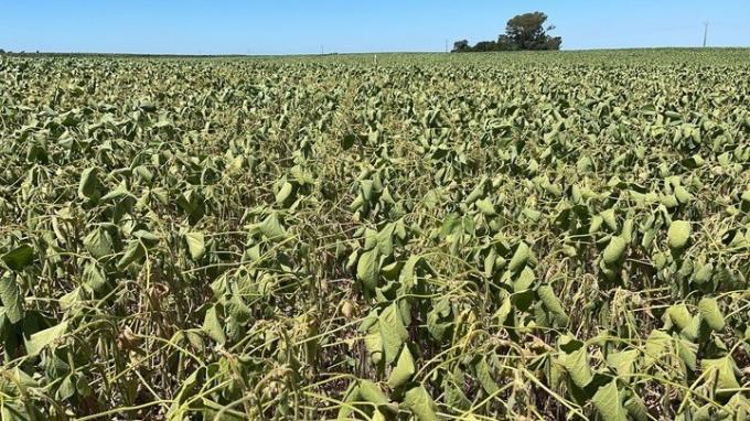 Por la brecha cambiaria, los productores guardan soja por 4.700 millones de dólares