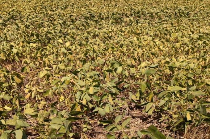 Soja: el norte bonaerense tuvo zonas con la mitad de lluvias de los últimos 20 años