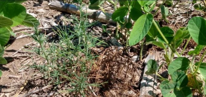 Preocupa la aparición de cardo ruso en lotes del oeste bonaerense