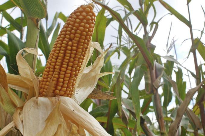 ¿Cómo viene el maíz en el sur de Santa Fe? Lo analizan productores junto a semilleros y técnicos del INTA