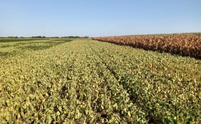 Zona núcleo: la soja de primera se arrebató y la de segunda llena granos con un pronóstico reservado