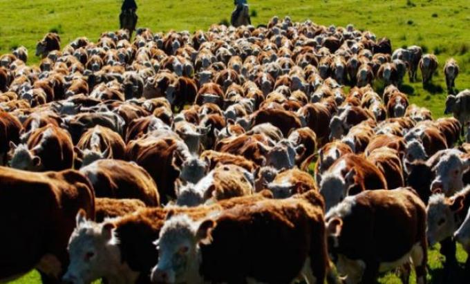 Carne: la única verdad es la realidad