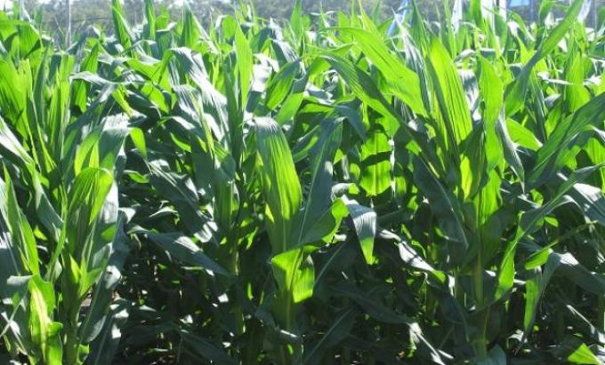 La enfermedad del carbón de la panoja amenaza al maíz: cómo actuar