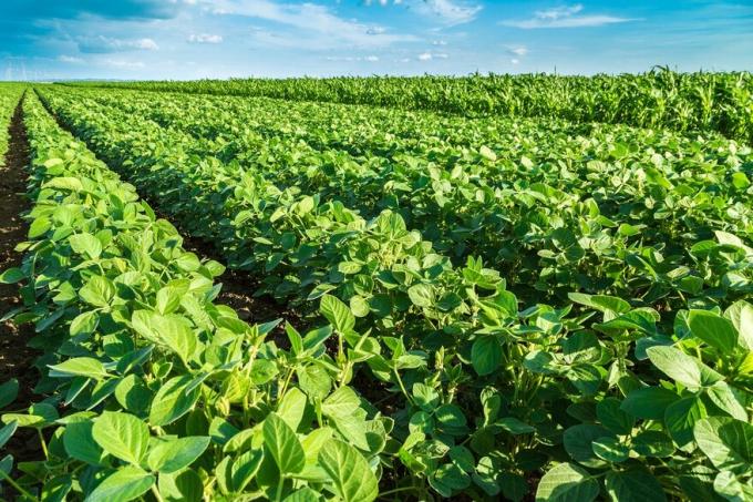 Europa pagará un valor diferencial por la soja certificada de la Argentina