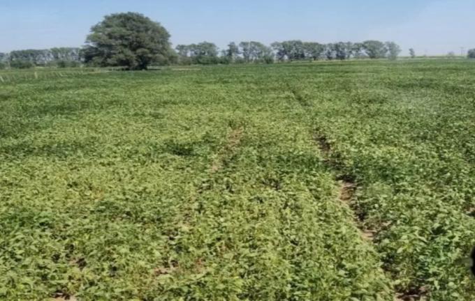 Las lluvias frenaron el deterioro de la soja de 2da en pleno llenado de grano
