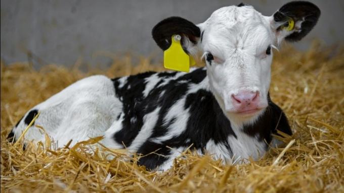 Alemania crearía un impuesto al bienestar animal