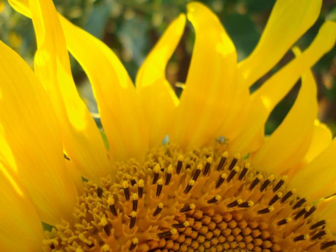 El girasol, en racha de precios récord para los granos y el aceite -  Sociedad Rural de Rosario