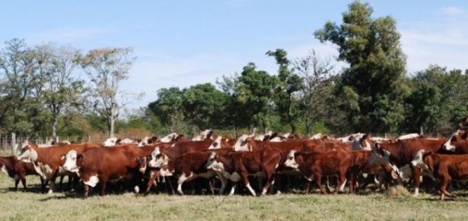 La ganadería argentina no utiliza hormonas de crecimiento