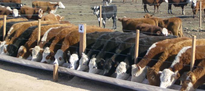 Mejoró la actividad de los feedlots con la zafra de terneros, pero los problemas del sector están lejos de haberse solucionado