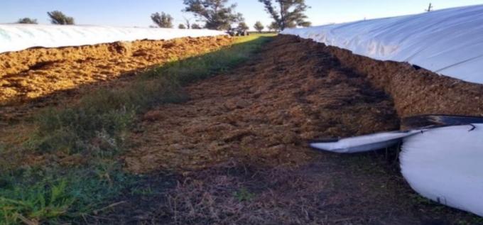 Rompieron once silobolsas y un tambo se quedó sin alimento para sus vacas