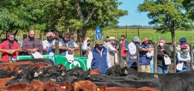 Lo mejor de la genética Angus se mostró en la Prueba Pastoril del Litoral