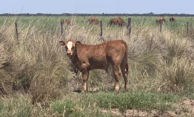 Carne: cómo se contrajo la ganadería argentina cuando se limitó la exportación