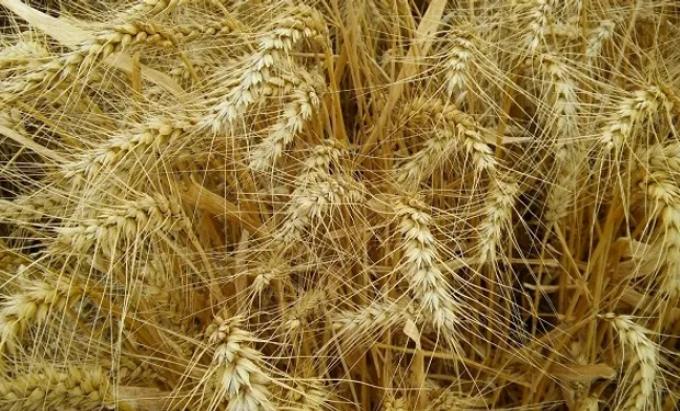Primera estimación: prevén que se mantendrá el área de trigo en 6,5 millones de hectáreas