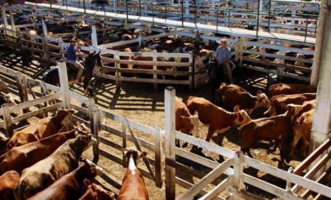 Registro para exportar carne: la vaca se hizo eco de los temores del mercado