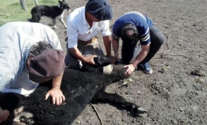 Detectan un nuevo foco de garrapata bovina en Entre Ríos
