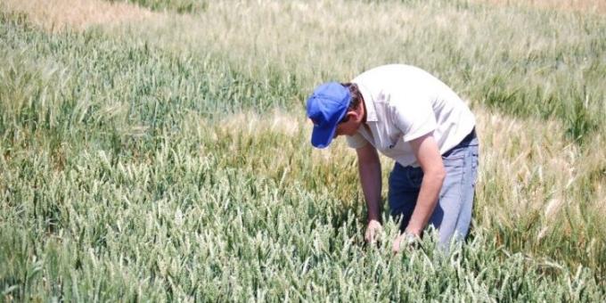 El INTA considera que la campaña de trigo arranca con “perspectivas positivas”, pero toma distancia de la estimación optimista del Ministerio de Agricultura