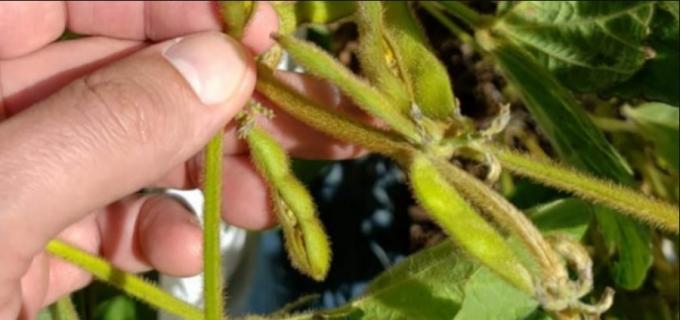 Soja: Preocupa la germinación prematura de los granos