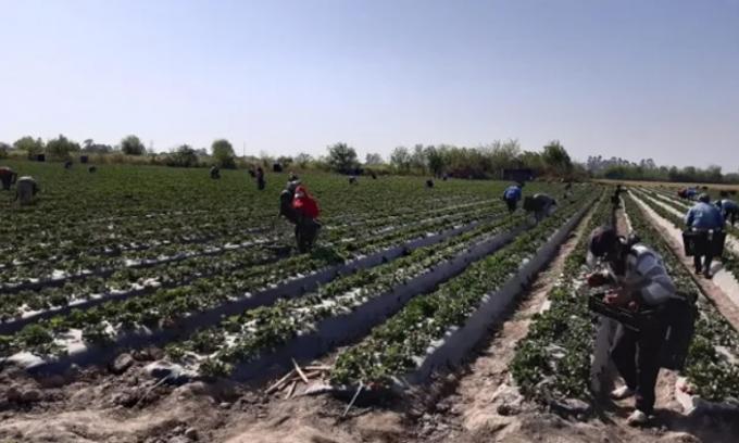 Venta digital de productos animales y vegetales: Más de 40 mil infracciones