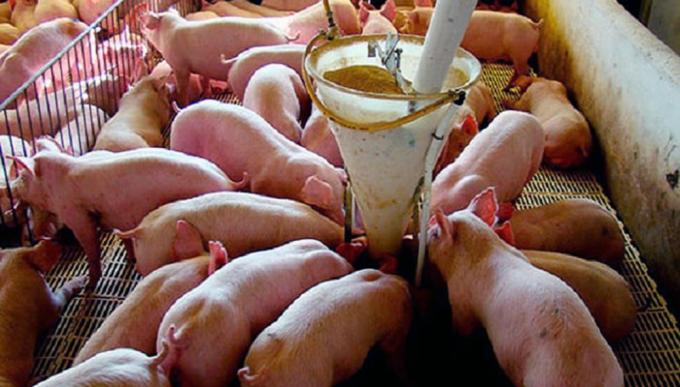 Otra cara de la fiebre de los granos: Los productores de cerdos afirman que el precio actual del maíz es “insostenible” y los condena a perder dinero