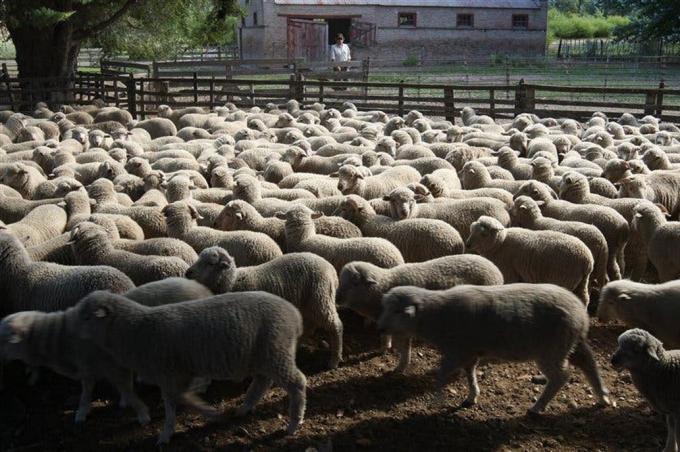 El Senado avanza con un proyecto de Ley para potenciar la producción ovina
