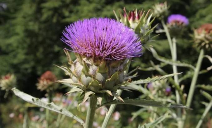 Descubren que la flor del alcaucil permite producir quesos con propiedades destacadas