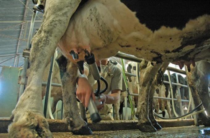 Leche: productores cuestionan el acuerdo de la industria con el Gobierno
