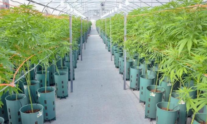 El Gobierno presenta un proyecto de ley para fomentar el desarrollo de la industria del cannabis medicinal