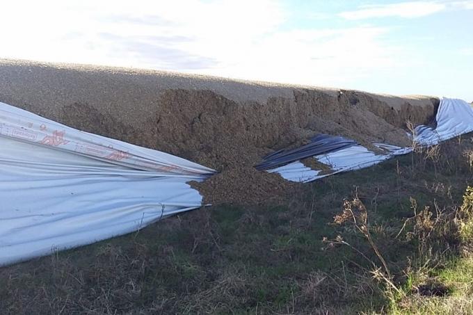 Le rompieron dos silobolsas con el alimento de las vacas para un año