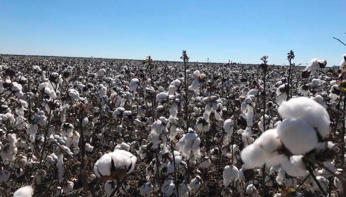 Argentina ya tiene sus primeros campos con Algodón certificado