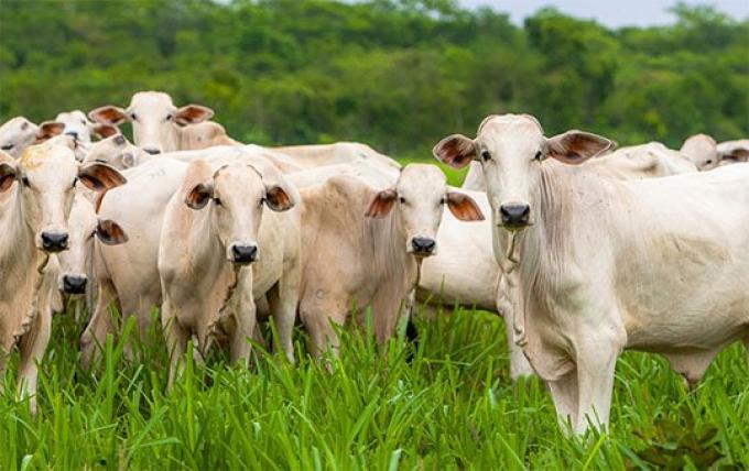 El 20% del rodeo brasileño ya es libre de aftosa sin vacunación