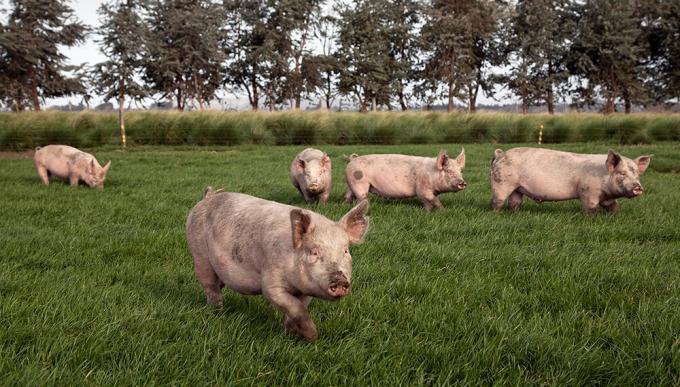 Recomendaciones para evitar la ocurrencia de brotes de triquinosis
