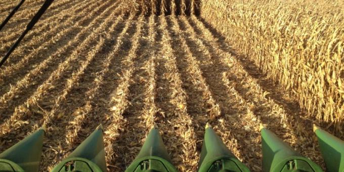 Productores argentinos ya vendieron el 65% de la cosecha de maíz 2020/21 cuando falta más de un mes para la finalización de la trilla