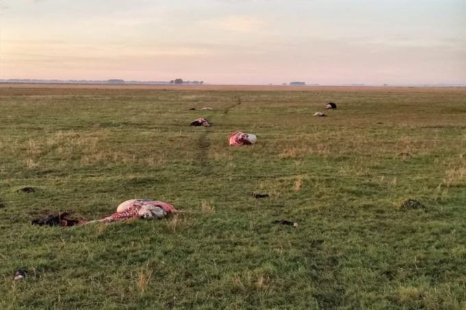 Entraron a un campo, mataron a balazos seis terneros y los carnearon