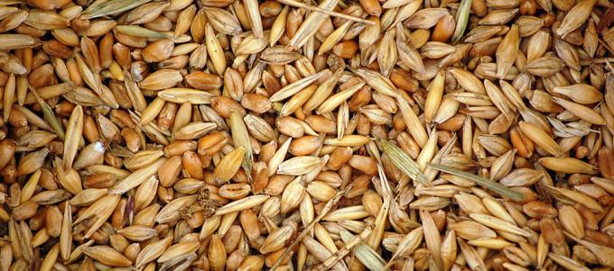 El Usda prevé un aumento de 2,4% en la cosecha mundial de trigo