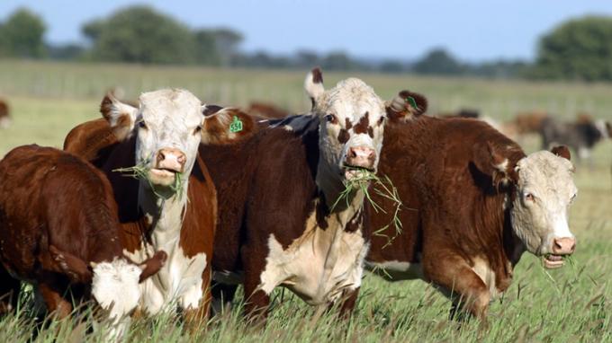 Situación del Carbunclo Rural en la Argentina