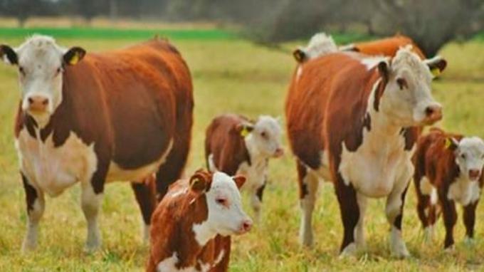 Qué dice el plan ganadero del Consejo Agroindustrial para el Gobierno