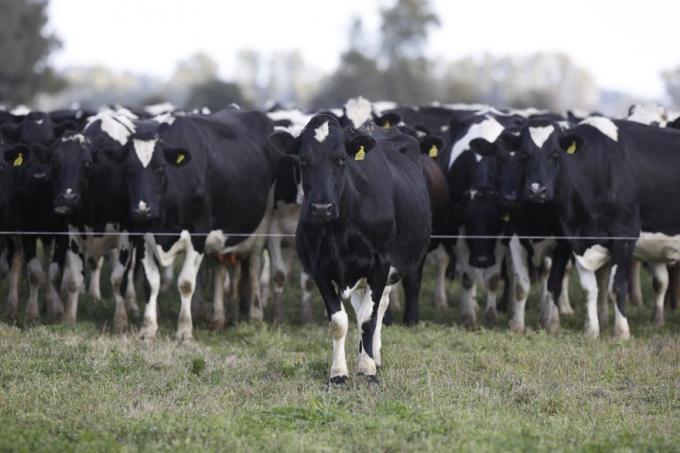 Es tambero: hace la leche orgánica de una alimenticia que invirtió US$16,5 millones