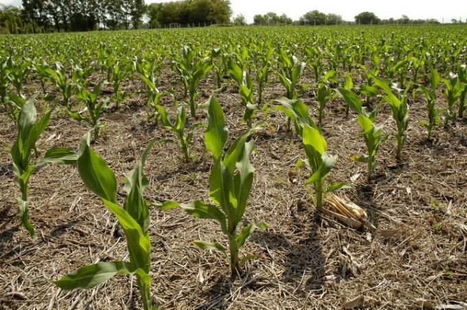 Maíz: cómo lograr alimentos de calidad con la fertilización adecuada