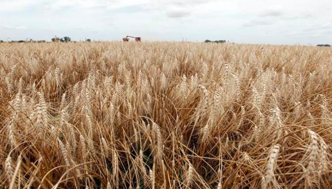 Trigo, el que más nutrientes exige y más diagnósticos necesita