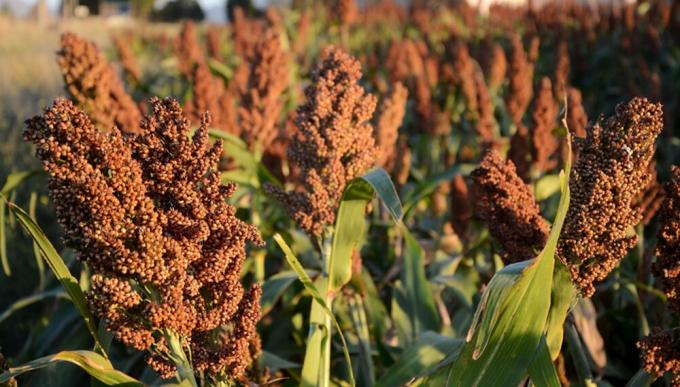 Entre Ríos: la producción de sorgo creció un 87% en relación al año pasado 