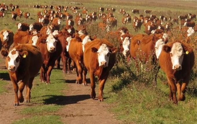 Argentina vuelve a tener precio de referencia del novillo
